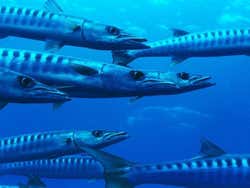 Barracudas en alta mar